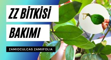 ZZ bitkisi bakımı rehberi (Zamioculcas zamiifolia) 👩‍🌾 – Ev Yeşili Bakım