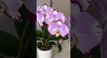 Orkide Nasıl Çiçek Açtırılır? Orkide Nasıl Çiçeklenir? Orkide Çiçek Açması İçin Ne Yapılır? Bakım