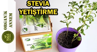 Stevia Bitkisi Nasıl Yetiştirilir? / Stevia Bitkisinin Bakımı Nasıl Olmalı? Bakım