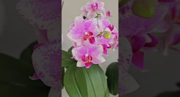 orkidelerimin genel durumu ipuçları veriyorum dinleyin lütfen Bakım