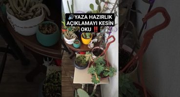 KAKTÜSLERİ UYANDIRIYORUZ kaktüse çiçek açtırmak BİTKİ BAKIM ÇİÇEK BAKIM 🌵🌸 AÇIKLAMAYI OKU ‼️ Bakım