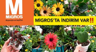 MİGROS’TA MİX ÇİÇEKLER VE BODRUM PAPATYASI İNDİRİMDE KAÇIRMAYIN‼️#migros#market#çiçek#flowers Bakım