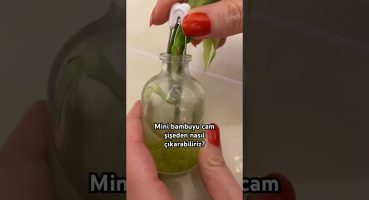 Yavru bambuyu mini cam şişeden nasıl çıkarabiliriz? #youtubeshorts Bakım