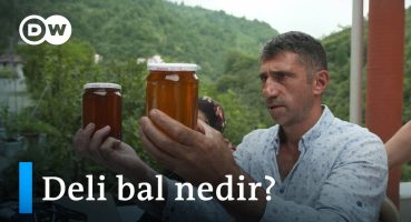 Karadeniz’de üretilen deli bal: Şifa mı, zehir mi? – DW Türkçe
