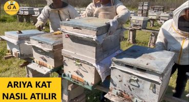 Arıya KAT atma nasıl yapılır. en basit kat atma şekli. Beekeeping. arıcılık.