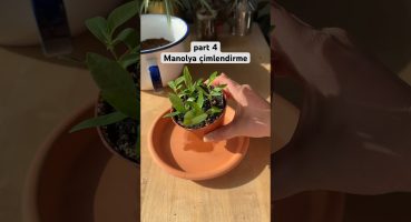 Manolya tohumu çimlendirme 🍃 #bitkibakımı #magnoliaseeds #seedstarting Bakım