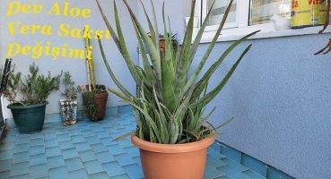 10 Yıllık Devasa Aloe Vera’mın Bakımını Yapıyorum | Stockton Cinsi (Tıbbi Aloe Vera) Bakım