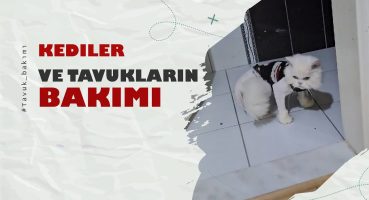 Kediler ve Tavukların Bakımı: Evde Barış İçinde Yaşamları Nasıl Sürdürülür? Bakım