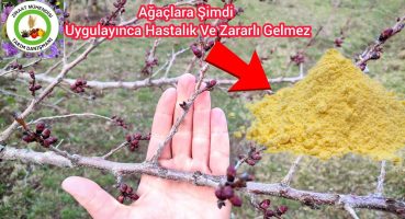 Acilen Ağaca Bu Tedaviyi Yap🌳Ağaçlara Şimdi Bu İlacı Uygulayınca Hastalık Ve Zararlı Hiç Gelmez Bakım