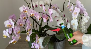 Bir Şişe Dökün Orkideler Bol Çiçek Açsın ve Sağlıklı Kökler çıkarsın Bakım