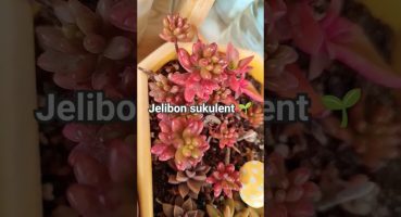 kızarık güzel🍬🍭 #jelibon #jelibonsukulent #flowers #sukulent #bitki #plants #bitkibakımı #çiçek Bakım