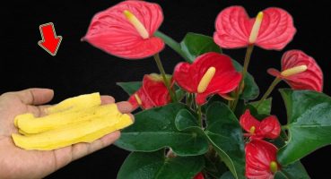 Don’t Throw It Away! Anthuriums Are Clean From Pests And A Lot Of Flowers Bloom Bakım