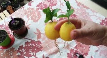💚🍋New idea! Growing Lemon With Aloe Vera! How to Grafting 🍋🌿Yaprak  Limon Çimlendirme Bakım
