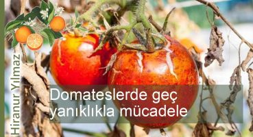 Tomatalarda fizofora ile mücadele: etkili yöntemler ve ipuçları Bakım