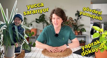 Yucca Problemleri 10 Soru & Cevap | Yucca Bakımı 🍃 Temel Bitki Bakımı Bakım