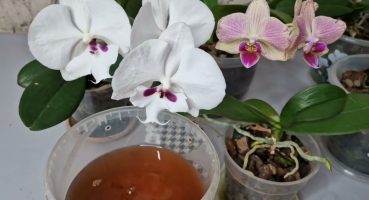 Çiçeksiz orkide ANINDA ÇILGINCA bol çiçek açıb FİLİZLENDİ 1 kaşık VERDİM Bakım