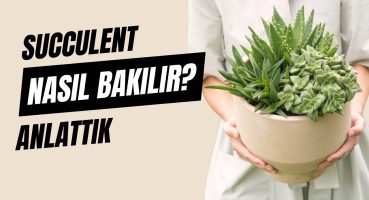 Succulent (Sukulent) Bakımı – Queen® Türkiye Bakım