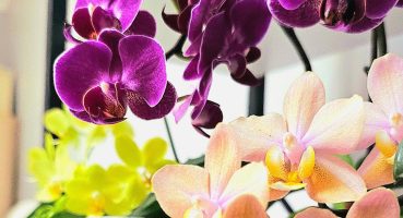Orkide Bakımı ile ilgili ipuçları ve orkidelerimin genel durumu lütfen sonuna kadar izleyiniz Bakım