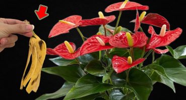 How Weird! It Makes Anthuriums Grow Healthily And Bloom Crazy Bakım