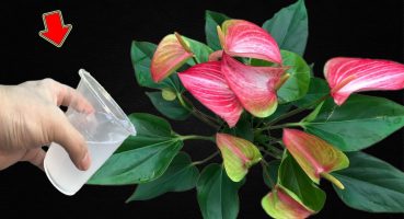 1 Cup Per Month! Anthurium Blooms Throughout 4 Seasons Bakım
