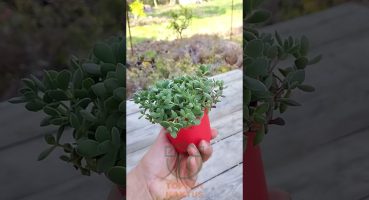 Crassula Rogersii sarkan sukulent minik yeşil kadife yapraklı 8.5 kırmızı saksıda Bakım