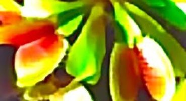 Bitki Bakımı #1 Venüs Sinekkapanı#Venusflytrap#Plants#Garden #Tropicalplants#Specialplants#Carnivore Bakım