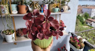 Kalanchoe Longiflora’mın Saksı Değişimi ve Bakım Bilgisi Bakım