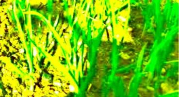 Bitki Bakımı #2 Taze Sarımsak #Garlic#Garden#Easytogrowplants Bakım
