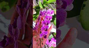 Tam seyirlik orkidelerim/Mutasyonlu orkidem çok farklı gözüküyor 🤭 bakım videoları kanalımız da Bakım