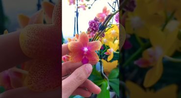 Orkideler ile güne merhaba dedim #orkide #orchids #orchid #flower #orkidebakımı Bakım