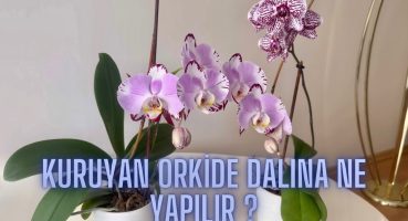 Orkide Dalı Nasıl Kesilir? Orkide Dalı Kuruyunca Ne Yapılır? Orkide Dalı Sarardı? Bakım