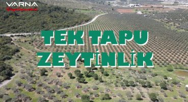 İZMİR ÇAKALTEPE’DE SATILIK TEK TAPU 4.380 M2 HESAPLI ZEYTİNLİK Satılık Arsa