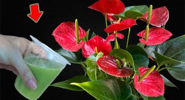 Feed Anthuriums Immediately 1 Cup! Healthy Roots And Blooms Out Of Control Bakım