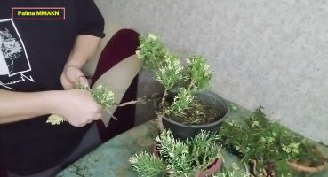 Bonsai Yapmaya Nasıl Başlayabilirim (Yapon şamı) #bonsai Bakım