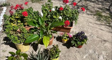 Menekşe- Kalonşo-Tesbih-Aloevera-Sardunya saksı değişimi, bakımı -Çiçekler yeni sezona hazırlanıyor Bakım