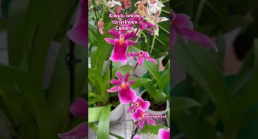 Kokulu orkide türlerinden Cambria orkideler #orkide #orkidebakımı #orkidebakımınurgülce Bakım