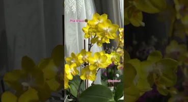Rengi solmayan sarı orkide türlerinden Phal. Arezzo #orkide #orkidebakımı #orkidebakımınurgülce Bakım