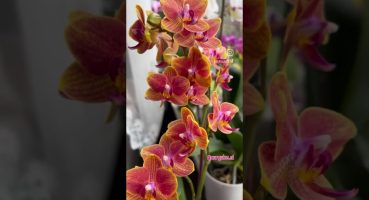 Sık çiçeklenen orkide türlerinde Phal. Sogo Allen🌺 #orkide #orkidebakımı #orkidebakımınurgülce Bakım