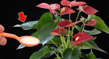 Just 1 Spoon! Anthuriums Grow Fast And Bloom Like Never Before Bakım