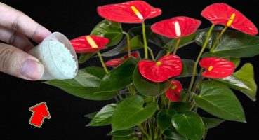 I Pour 1 Cap! Suddenly The Anthurium Garden Bloomed With Many Magical Flowers Bakım