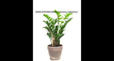Zamia çiçeği bitkisinin bakımı, sulanması, çoğaltılması Bakım