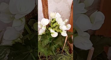 BEGONYA 🤍Bol çiçekli günler 🙋‍♀️ #begonia #begonya #bitkibakımı #çiçekbakımı #plantscare #decoration Bakım