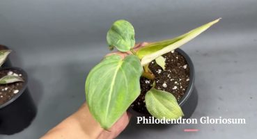Philodendron Gloriosum Bakım
