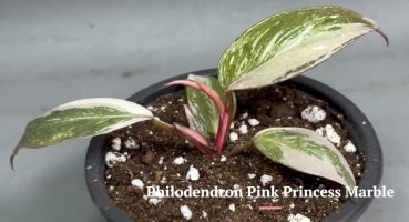 Philodendron Pink Princess Marble Bakım
