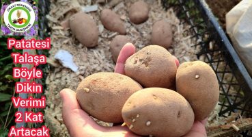 Patatesi Talaşa Böyle Dikin Verimi iki kat Artacak🥔 Patates Daha Erken Yetişecek üzüm Gibi Olacak 🥔🌱 Bakım