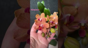 Turuncu orkide türlerinden Phal. Sunset Love #orkide #orkidebakımı #orkidebakımınurgülce Bakım