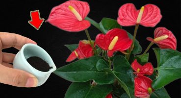 Sprinkle 1 Teaspoon! Anthurium Blooms For A Year Without Stopping Bakım