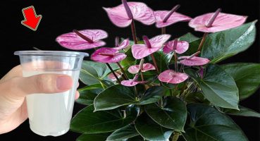I Poured 1 Cup! Anthurium Explodes Hundreds Of Beautiful Flowers Bakım