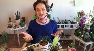 Tillandsia Cyanea, Hava Bitkisi Bakımı Nasıl Yapılır? (Airplants) Bakım
