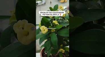 (Euphorbia)  Milli Dikenler Tacı Çiçeği Püf Noktalarıyla Bakımı  Nasıl Olmalı ‼️ Bakım